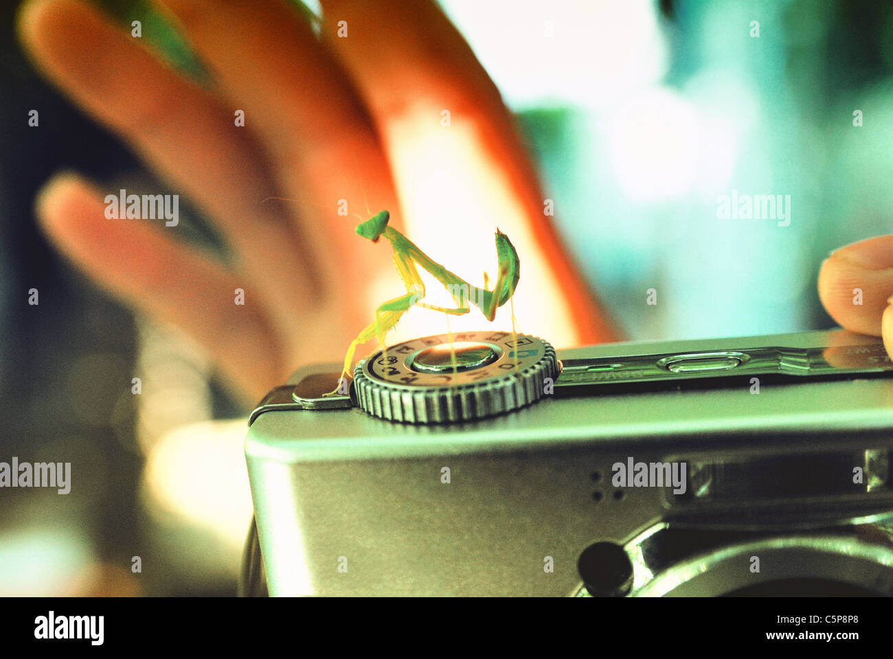 Un mantis est perché sur un appareil photo numérique Banque D'Images