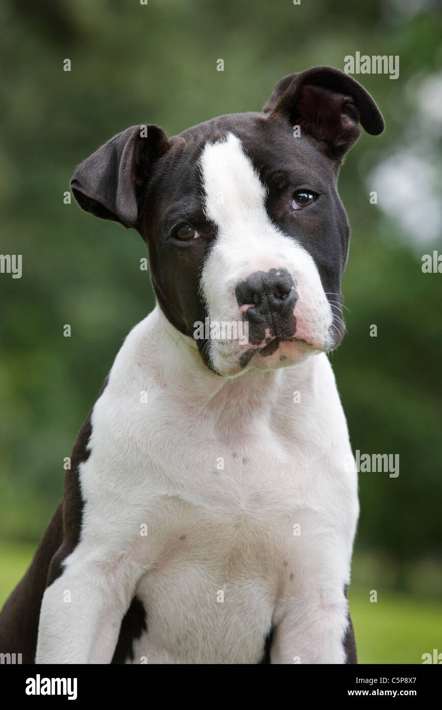 American Staffordshire terrier (Canis lupus familiaris) assis sur la pelouse au jardin Banque D'Images