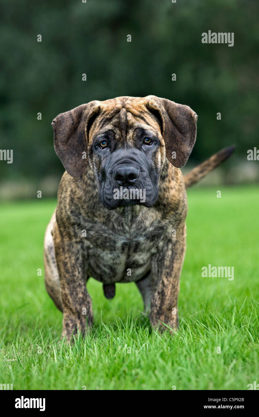 Boerboel (Canis lupus familiaris) chiot dans jardin, race autochtone de l'Afrique du Sud Banque D'Images