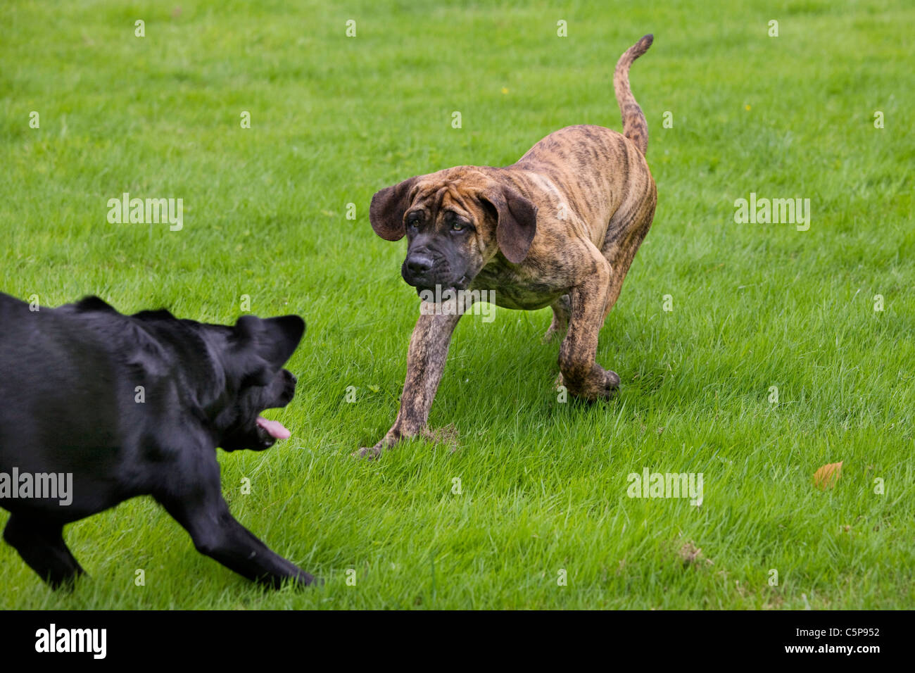 Jouer avec des combats de chiens Labrador Boerboel (Canis lupus familiaris) chiot dans jardin, race autochtone de l'Afrique du Sud Banque D'Images