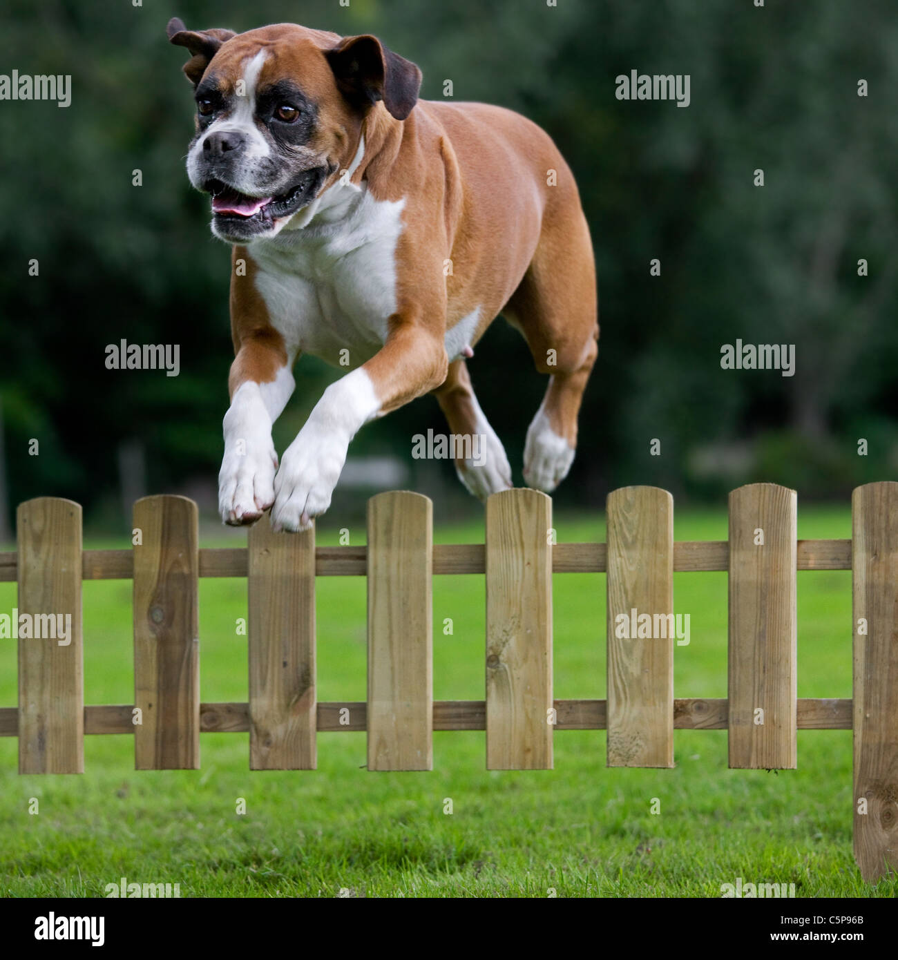dogs jumping over fences