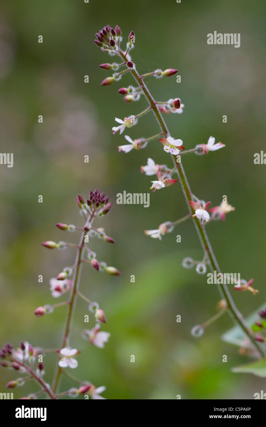 Enigme de l'luteiana Morelle ; Circaea, Cornwall Banque D'Images