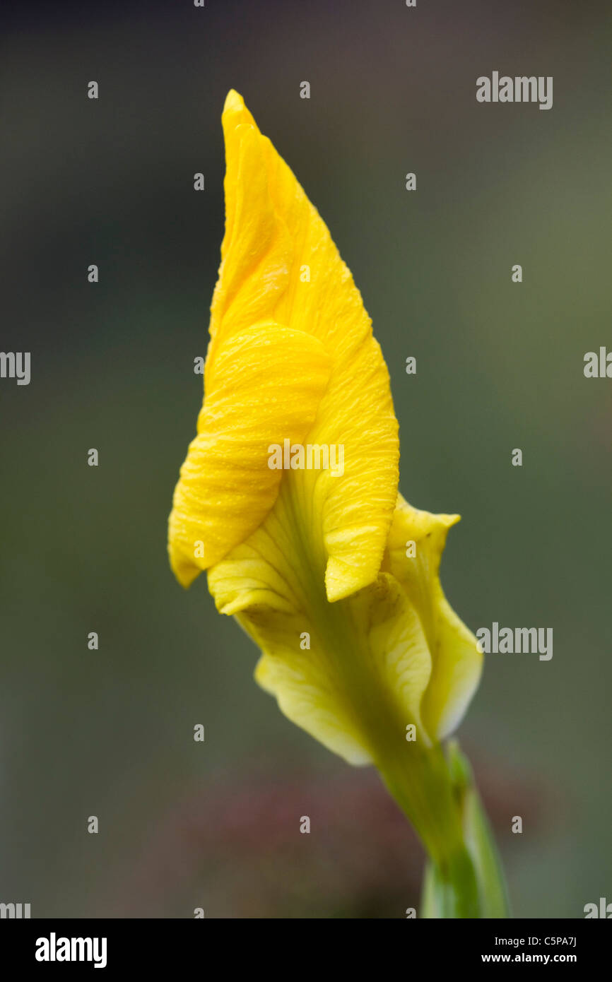 Iris pseudacorus Iris ; drapeau ; en bouton Banque D'Images