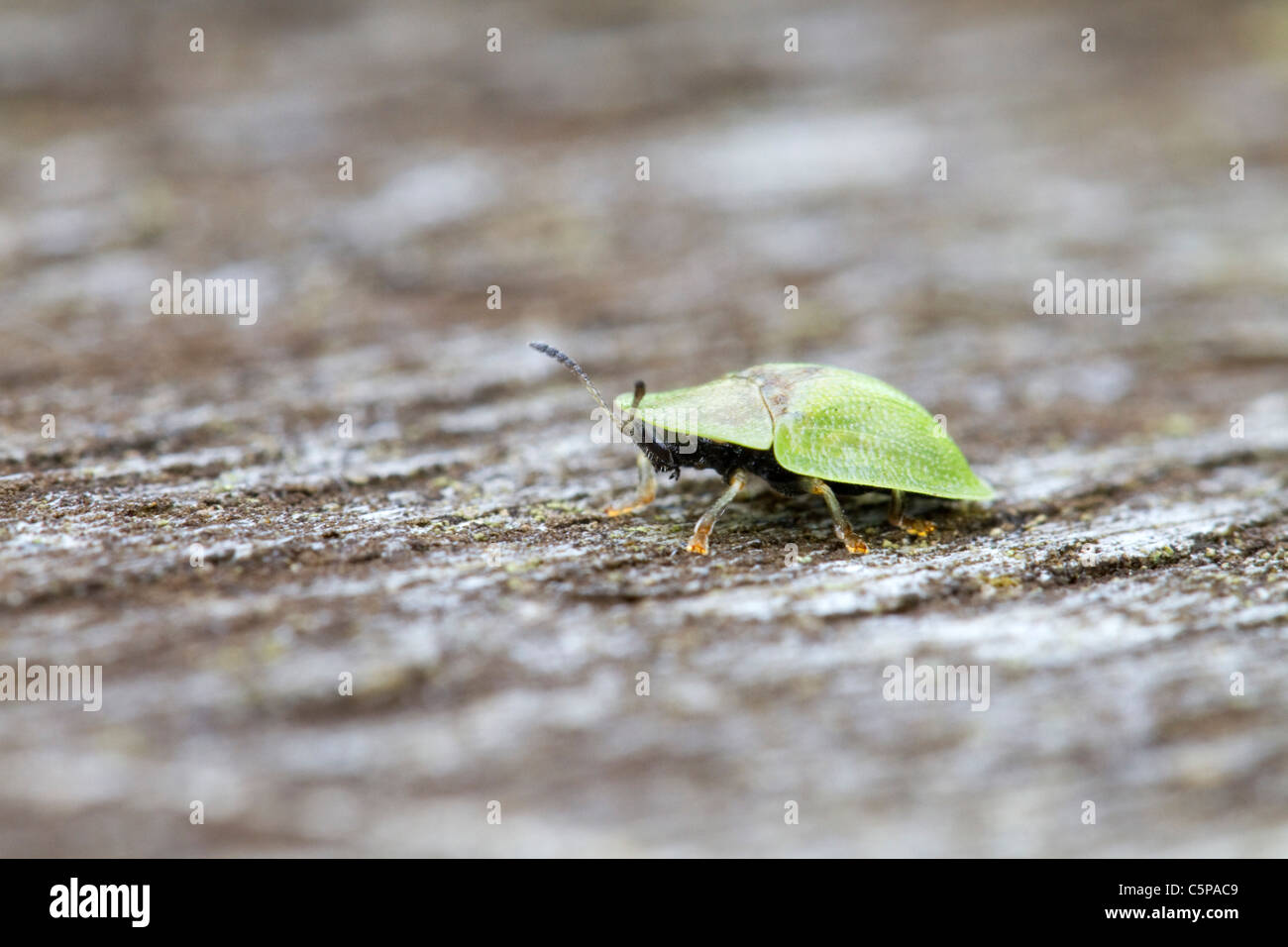 Tortue verte du dendroctone ; Cassida viridis, Cornwall, UK Banque D'Images