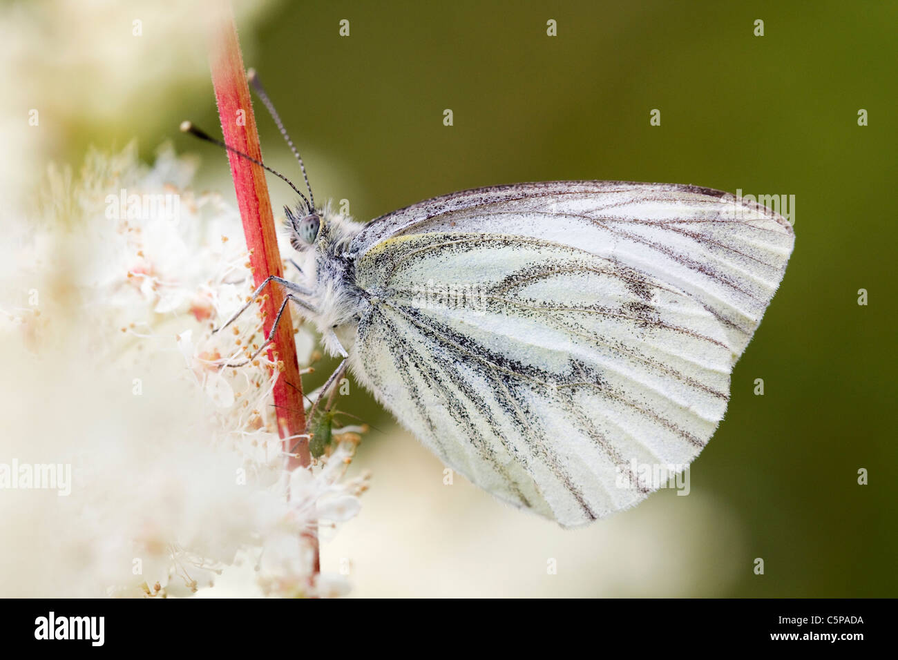 Papillon blanc veiné vert, Artogeia napi, Cornwall, UK Banque D'Images