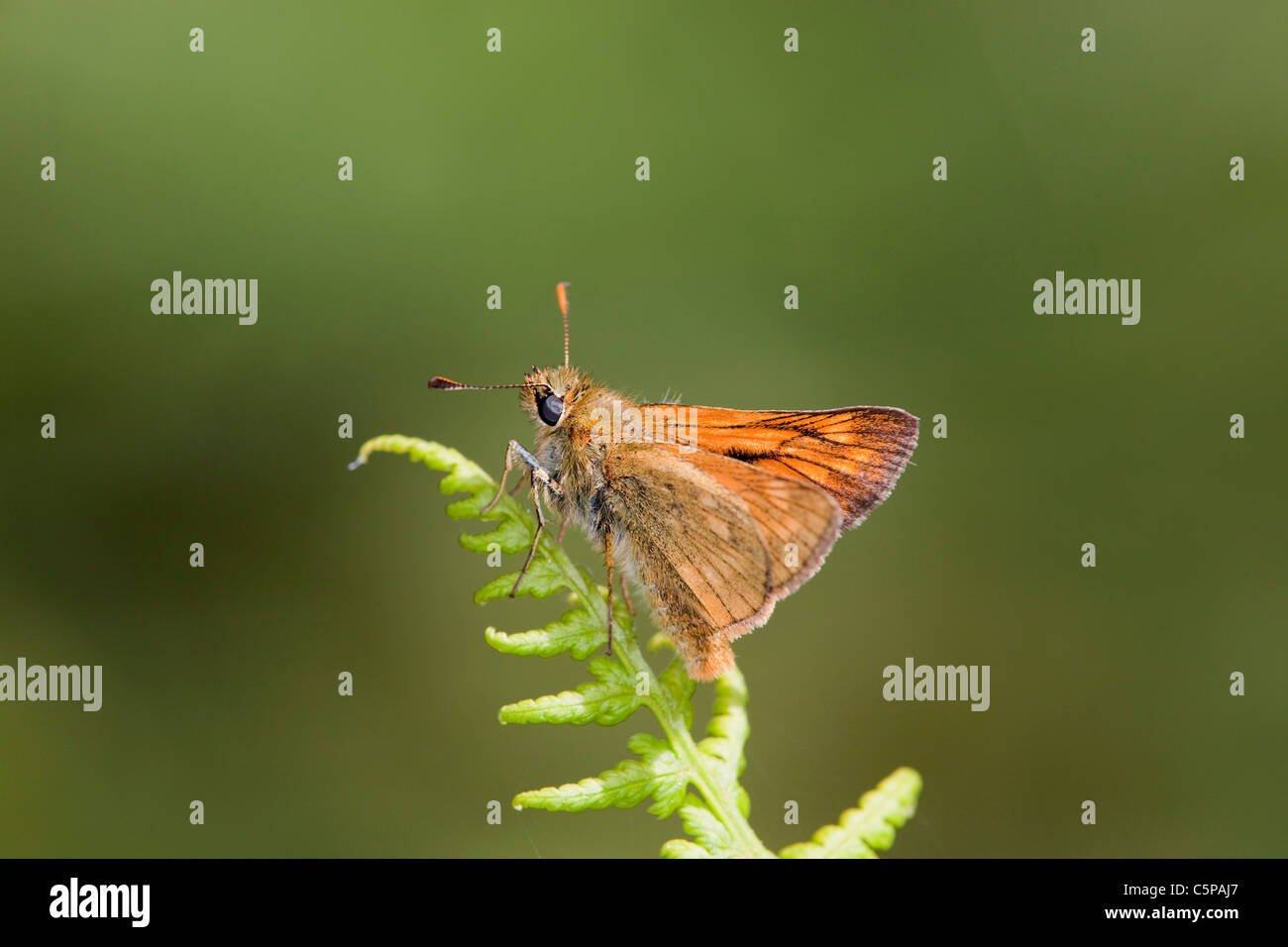 Grand Patron ; Ochlodes venatus papillon ; Cornwall sur bracken Banque D'Images