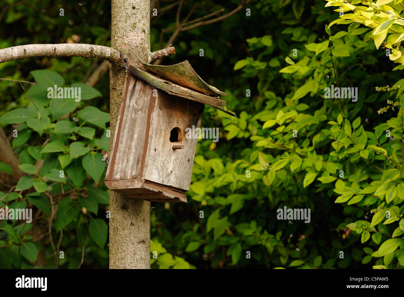 Boîte de Tatty oiseau Banque D'Images