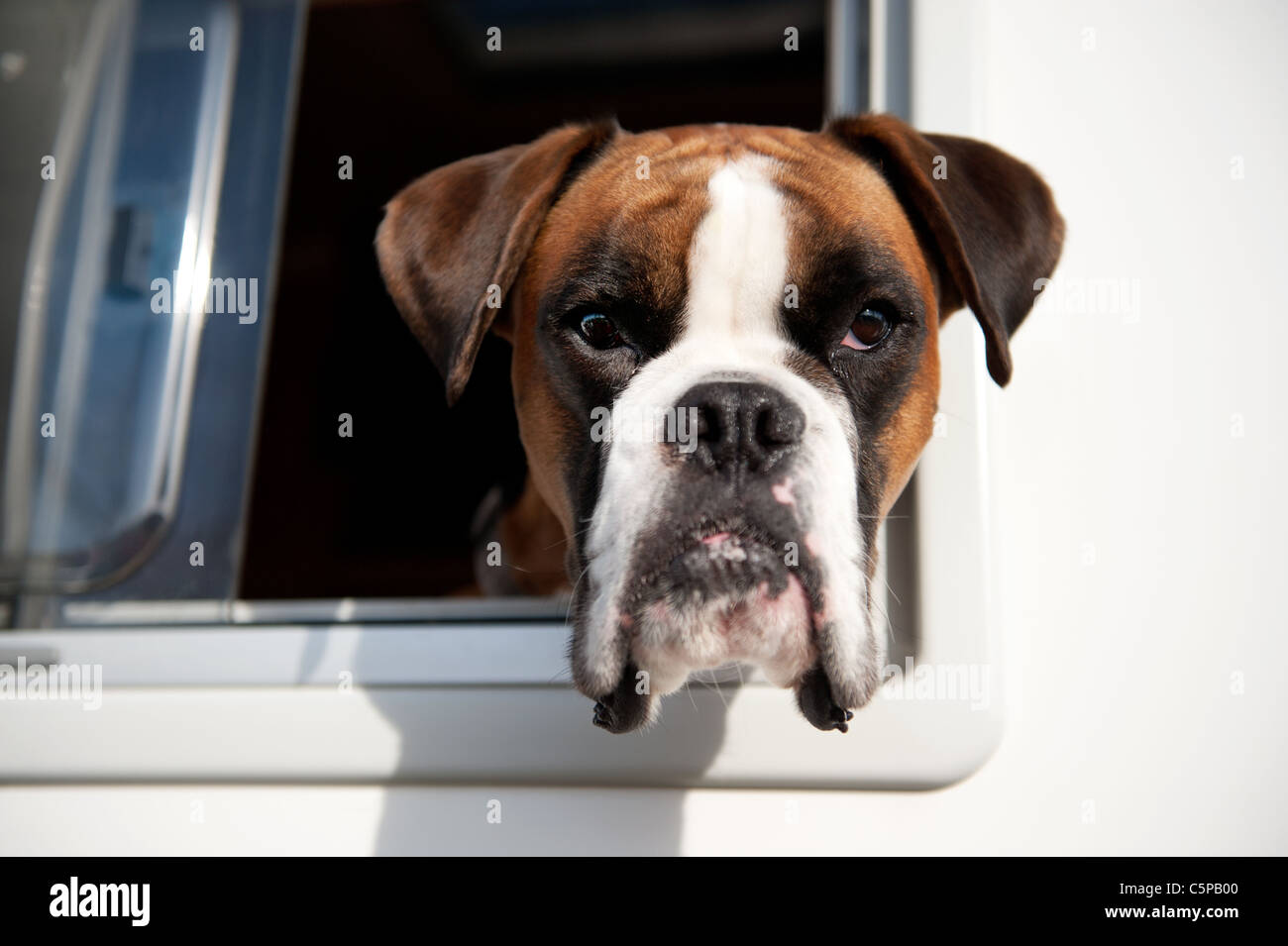 Pure race Bull dog est à la fenêtre de la voiture Banque D'Images