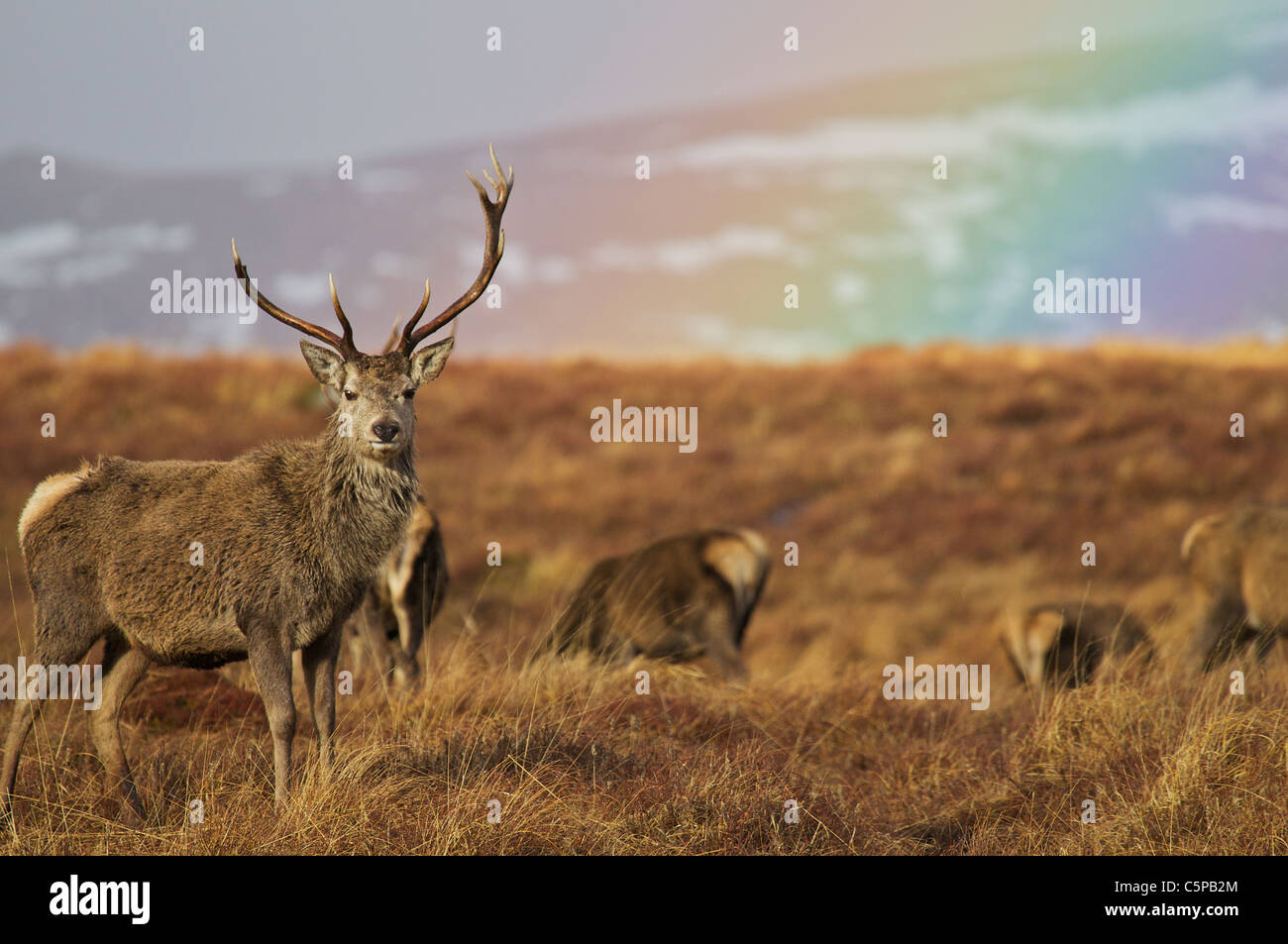 Red Deer stag, Cervus elaphus, debout par arc-en-ciel, le Parc National de Cairngorms, en Écosse, Royaume-Uni Banque D'Images