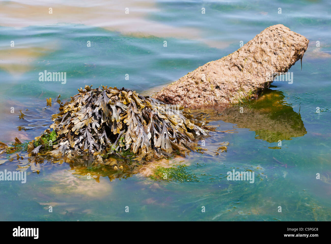 Fucus vésiculeux (Fucus vesiculosus) ancré aux rochers sur une plage de marée dans le sud du Devon, Angleterre. Banque D'Images