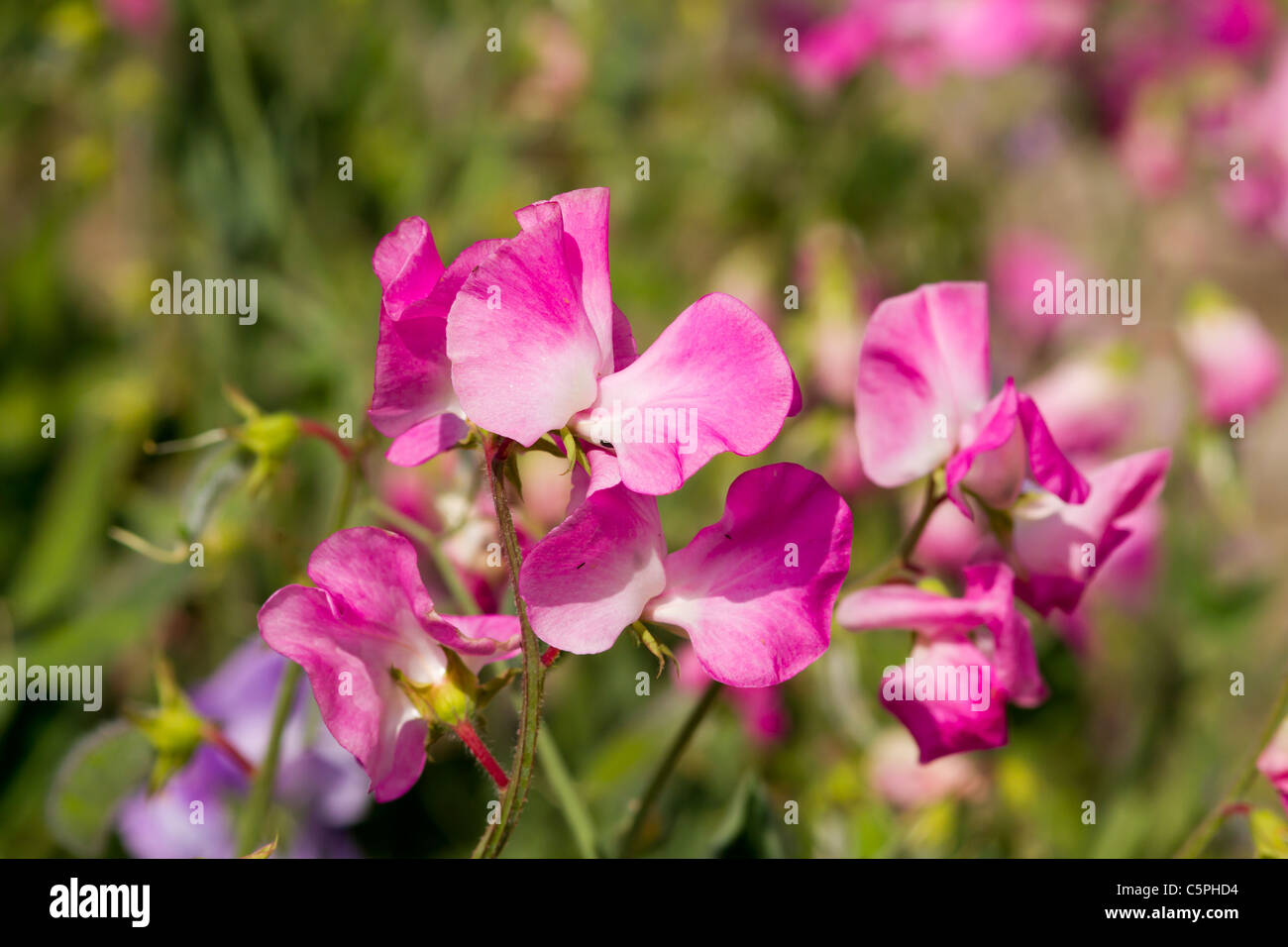 Pois de senteur (Lathyrus odoratus) Plante grimpante avec une belle fragrance Banque D'Images
