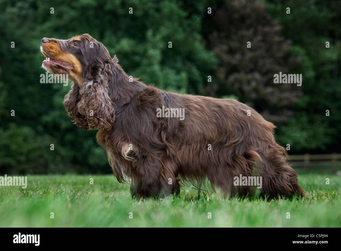 Cocker Anglais (Canis lupus familiaris) in garden Banque D'Images