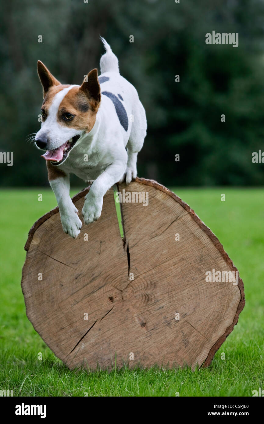 Enduit lisse Jack Russell Terrier (Canis lupus familiaris) courir et sauter sur tronc d'arbre Banque D'Images