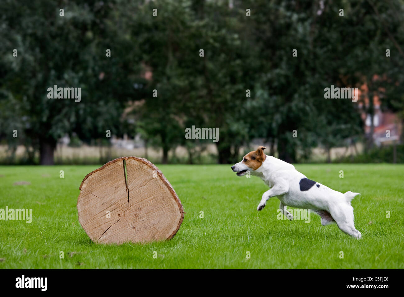 Enduit lisse Jack Russell Terrier (Canis lupus familiaris) courir et sauter sur tronc d'arbre Banque D'Images