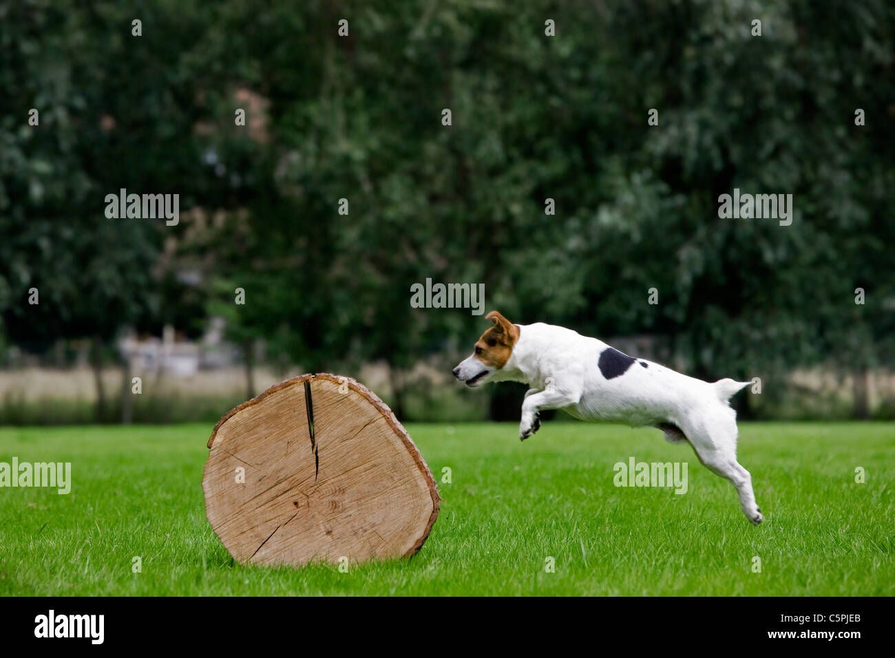 Enduit lisse Jack Russell Terrier (Canis lupus familiaris) courir et sauter sur tronc d'arbre Banque D'Images