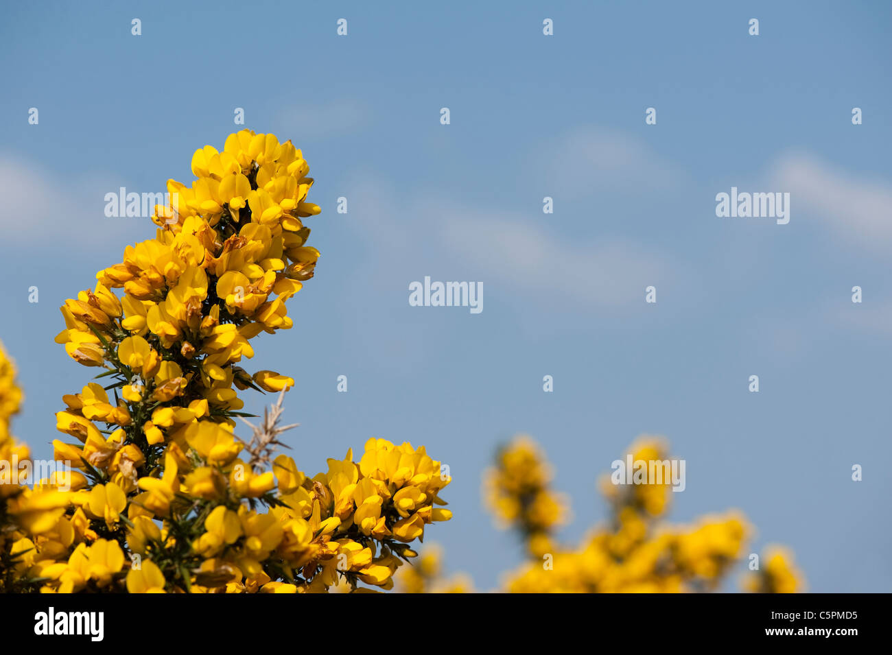 L'ajonc commun, Ulex europaeus, en fleurs Banque D'Images