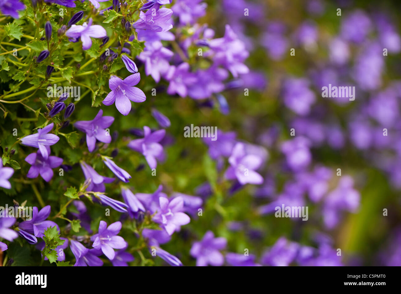 Campanula portenschlagiana, Mur ou Adria Bellflower Banque D'Images