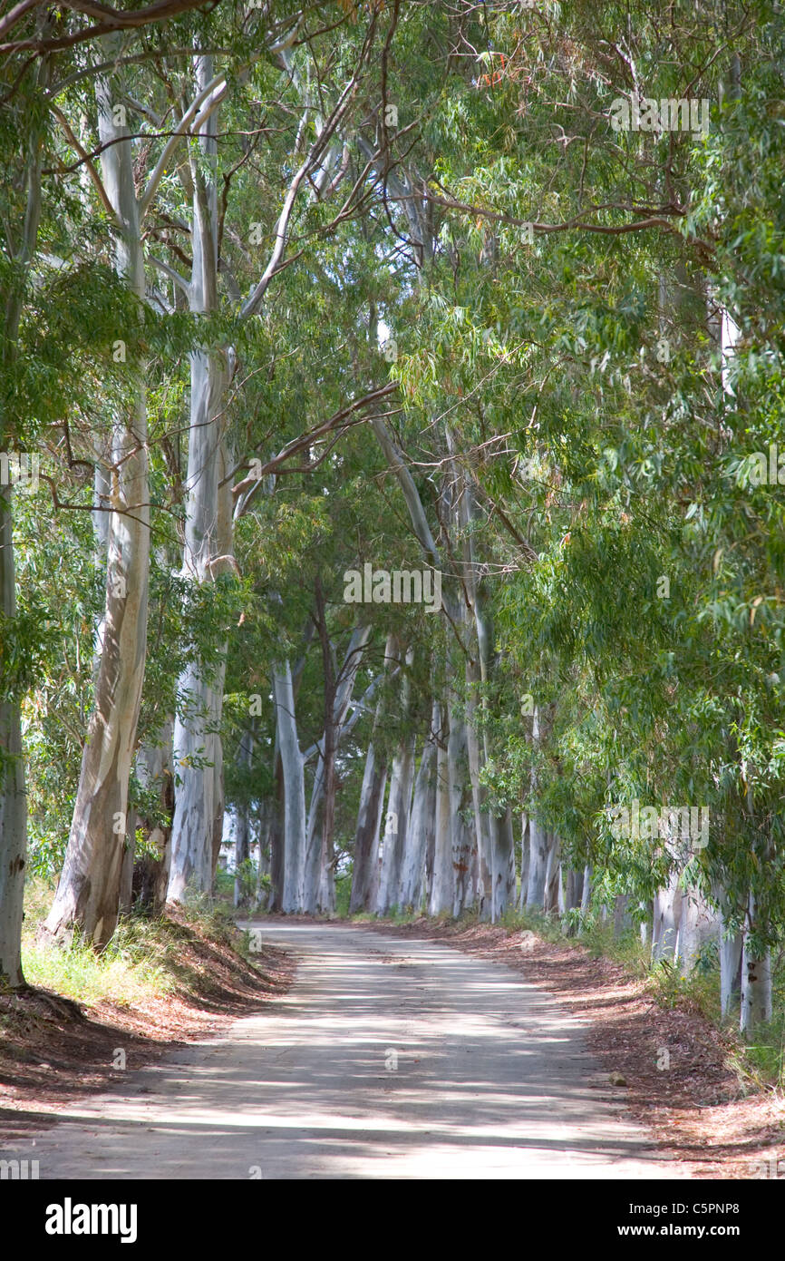 Avenue des eucalyptus en Espagne à l'été Banque D'Images