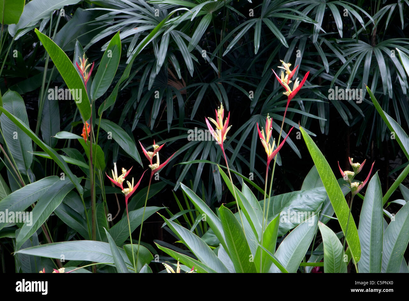 Plantes Strelizia, Botanic Gradens, Singapour Banque D'Images