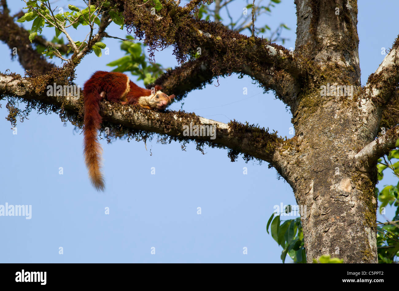 Malabar écureuil géant assis sur un arbre Banque D'Images