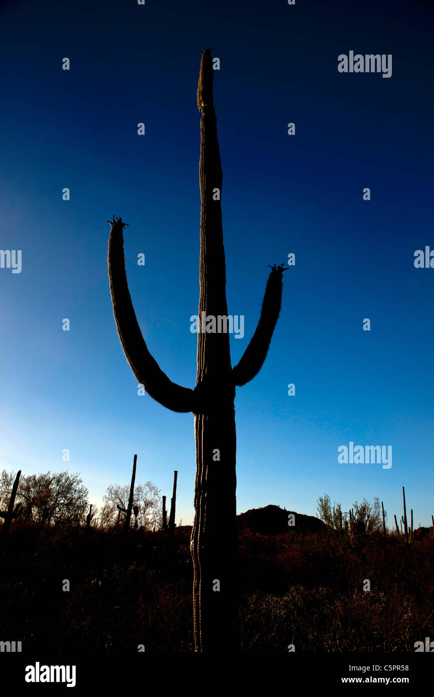 Cactus géant saguaro rétroéclairé(Carnegiea gigantea) avec ciel bleu, Saguaro National Park, Tucson, Arizona, États-Unis d'Amérique Banque D'Images