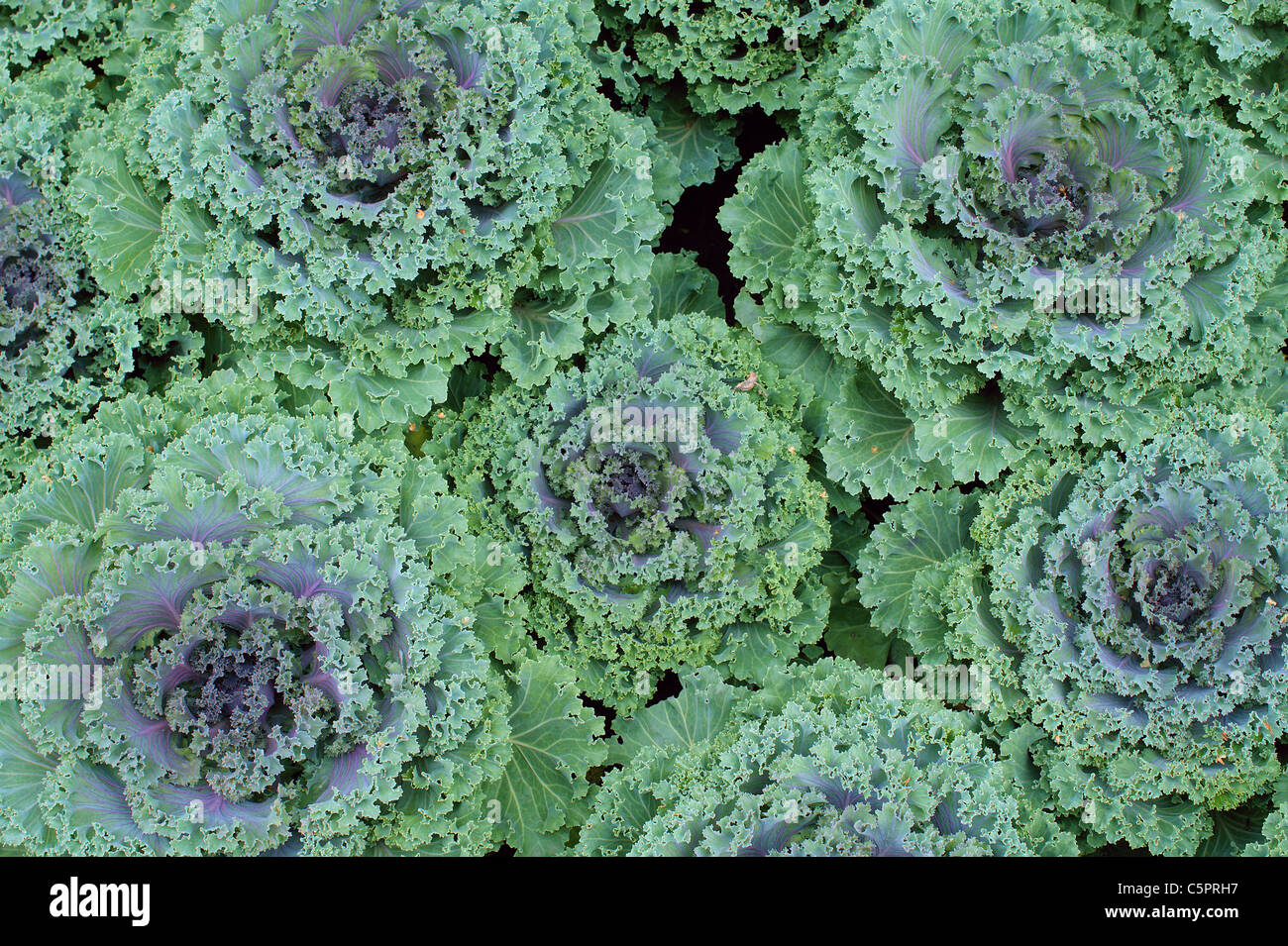 Moulures décoratives Brassica oleracea choux ornementaux Banque D'Images