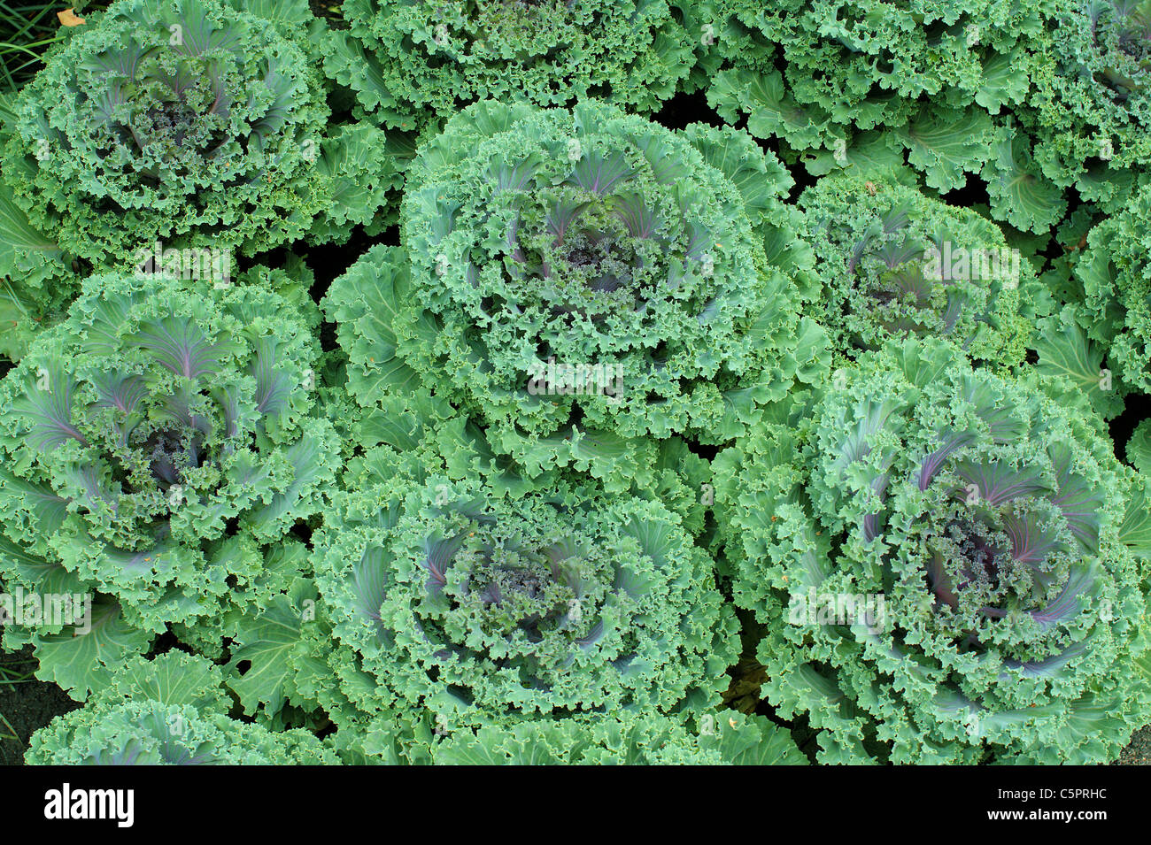 Moulures décoratives Brassica oleracea choux ornementaux Banque D'Images