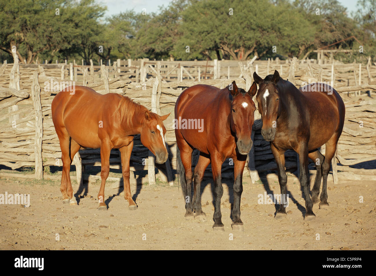 Trois chevaux debout dans un enclos en bois Banque D'Images