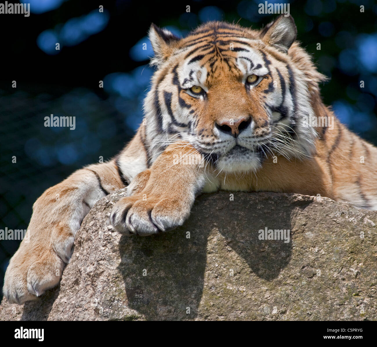 Amur Tiger/tigre de Sibérie (Panthera tigris altaica Photo Stock - Alamy