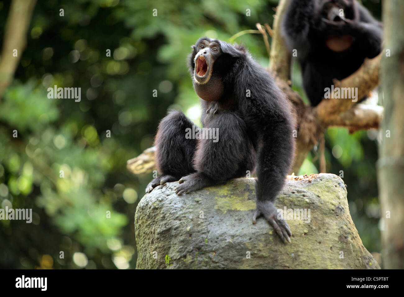 Monkey Forest, Ubud, Bali, Indonésie Banque D'Images