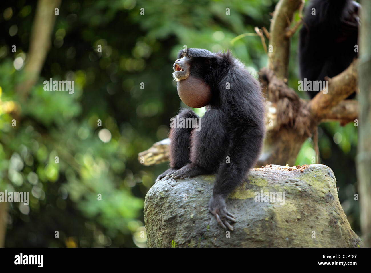 Monkey Forest, Ubud, Bali, Indonésie Banque D'Images