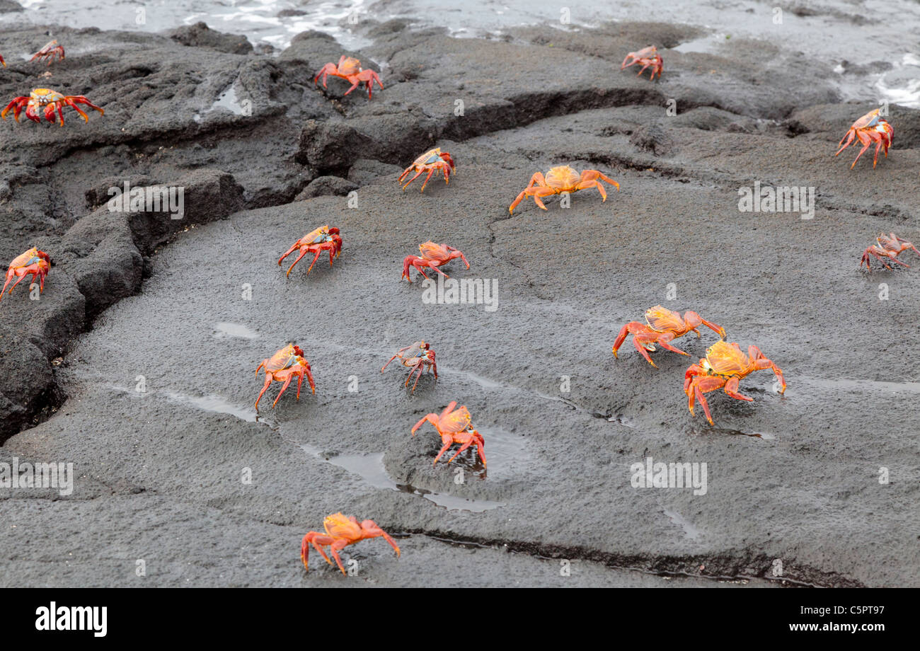 Sally Light pied sur les roches des crabes à Punta Espinoza, Galapagos Banque D'Images