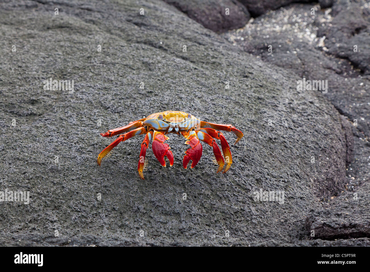 Sally Light pied sur la roche du crabe à Punta Espinoza, Galapagos Banque D'Images