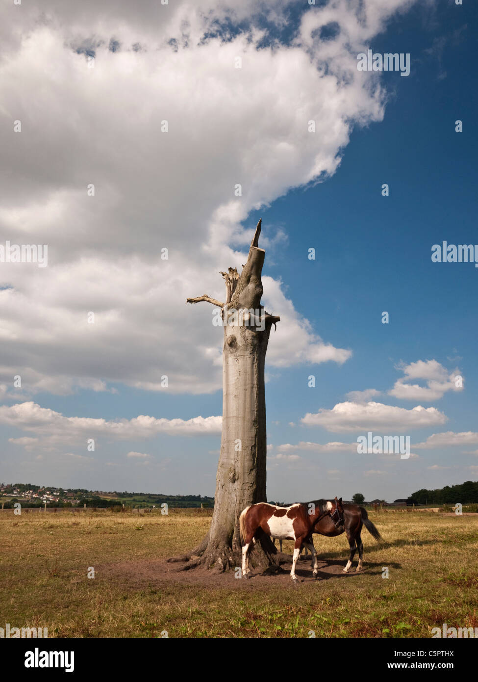 Les chevaux à l'abri du soleil dans l'ombre d'un hêtre souche d'arbre mort , Personnel du Sud, Angleterre Banque D'Images