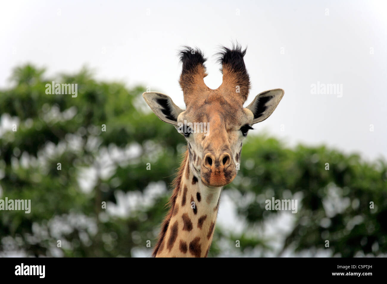Giraffa camelopardalis (girafe), parc national d'Arusha, Tanzanie Banque D'Images