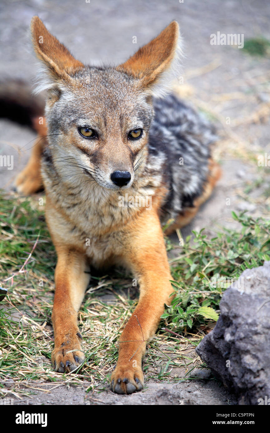 Le Chacal à dos noir (Canis mesomelas), Ngorongoro Conservation Area, Tanzania Banque D'Images