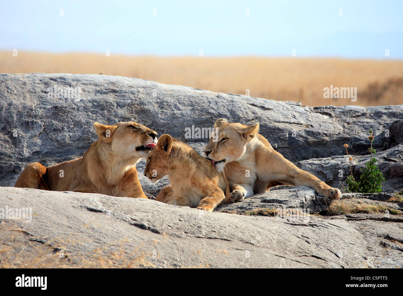 Lion (Panthera leo), le Parc National du Serengeti, Tanzanie Banque D'Images