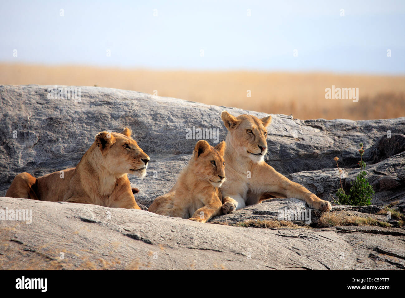 Lion (Panthera leo), le Parc National du Serengeti, Tanzanie Banque D'Images
