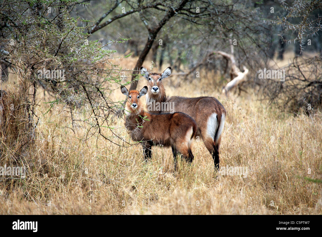 Cobe à croissant (Kobus ellipsiprymnus), Parc National de Serengeti, Tanzanie Banque D'Images