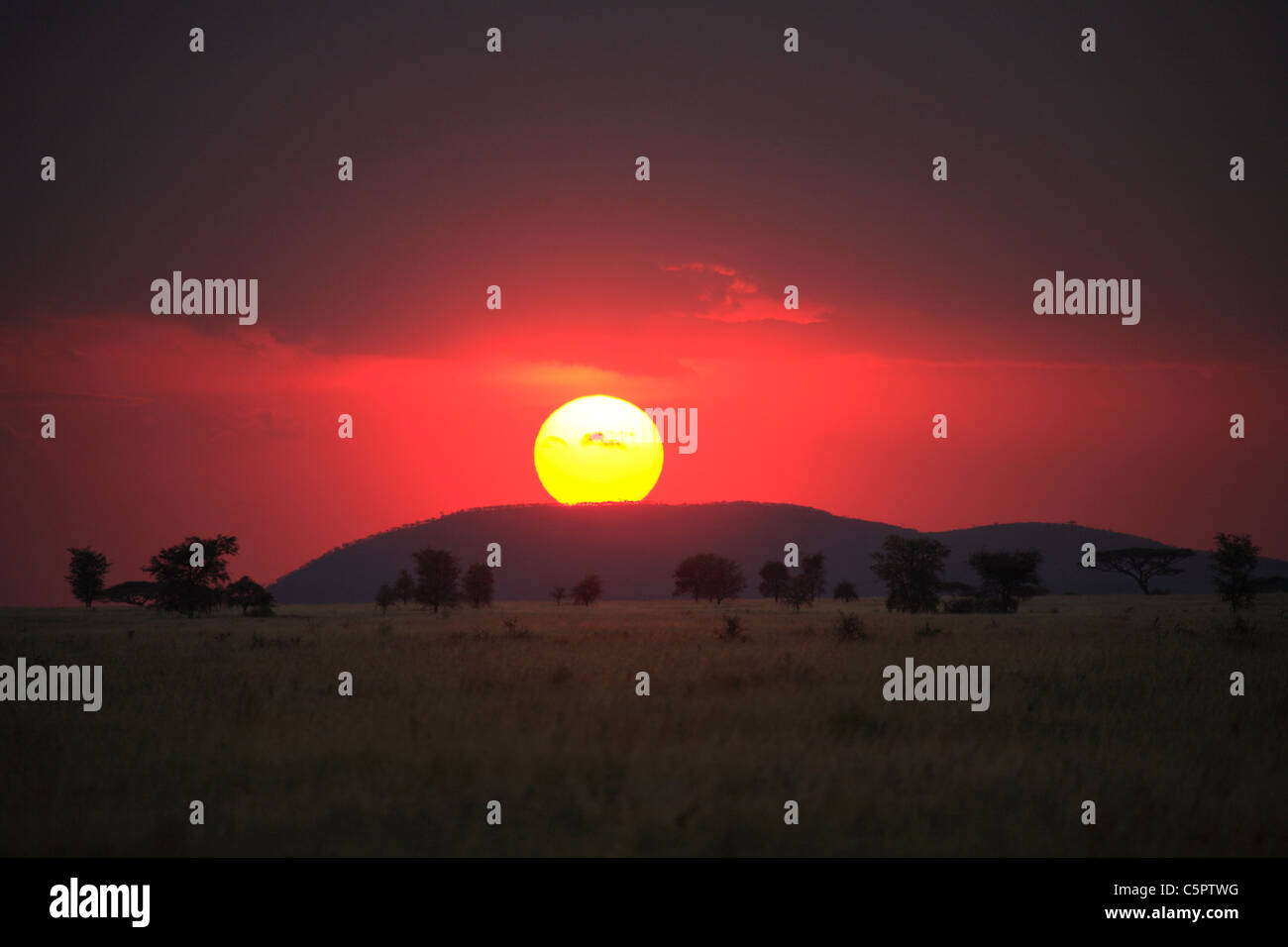Coucher de soleil dans la savane, le Parc National du Serengeti, Tanzanie Banque D'Images
