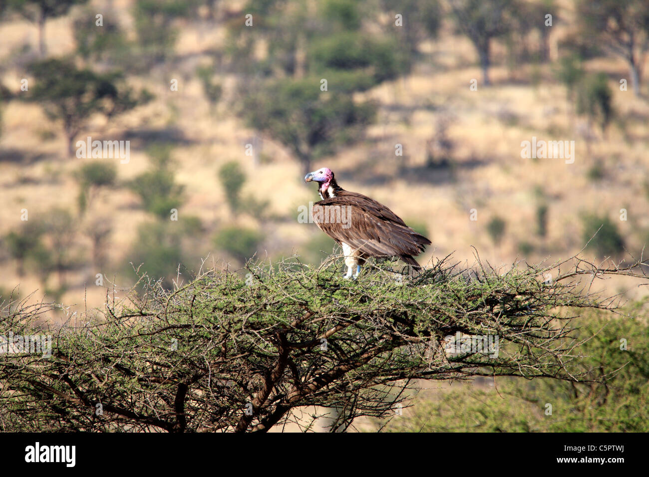 Vautour africain (Gyps africanus), Parc National de Serengeti, Tanzanie Banque D'Images