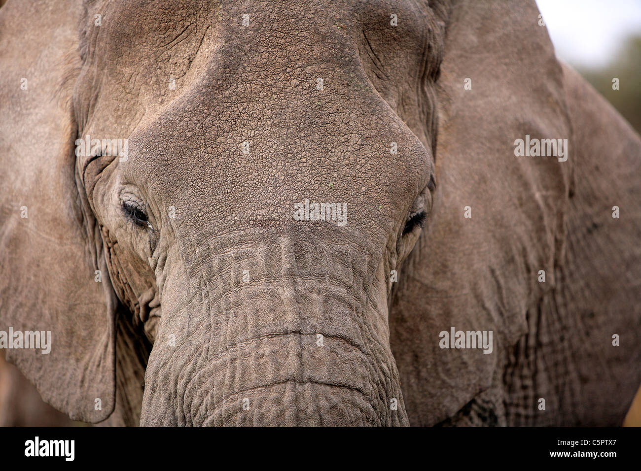 Loxodonta africana (éléphant), le Parc National du Serengeti, Tanzanie Banque D'Images