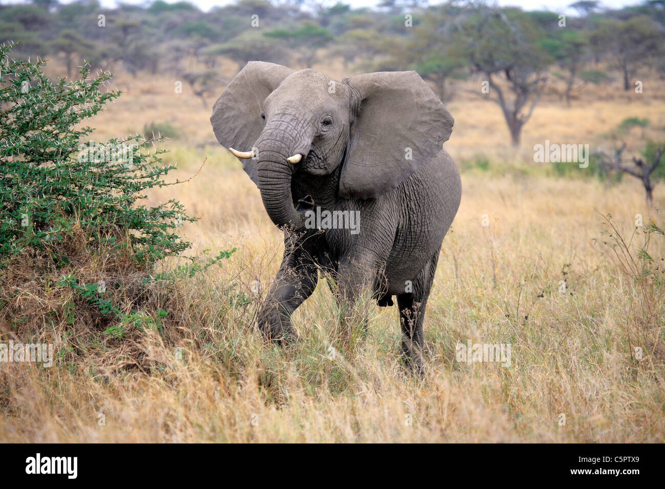 Loxodonta africana (éléphant), le Parc National du Serengeti, Tanzanie Banque D'Images