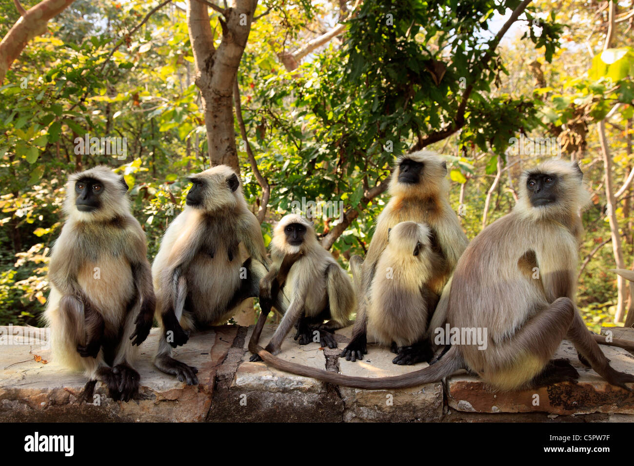 Hanuman, langur commun (semnopithecus animaux singe), Bandhavgarh national park, Madhya Pradesh, Inde Banque D'Images