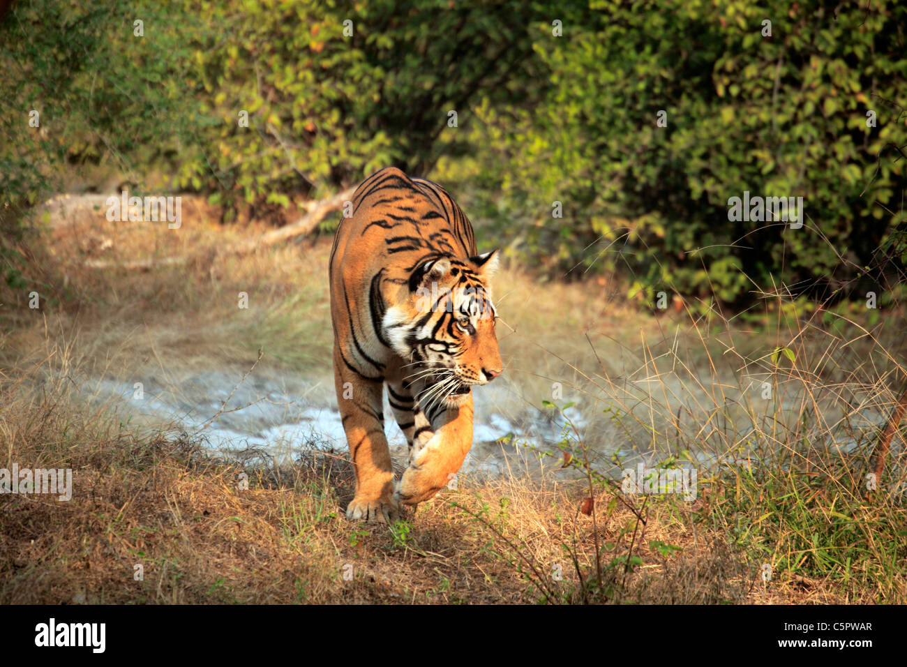 Royal tigre du Bengale (Panthera tigris tigris), le parc national de Ranthambore, Rajasthan, Inde Banque D'Images