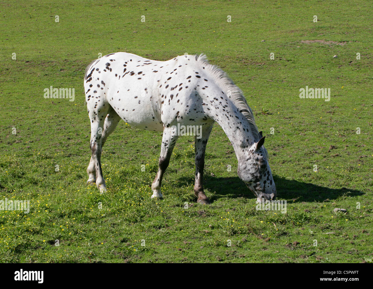 Cheval blanc avec des points noirs qui paissent dans un champ. Banque D'Images