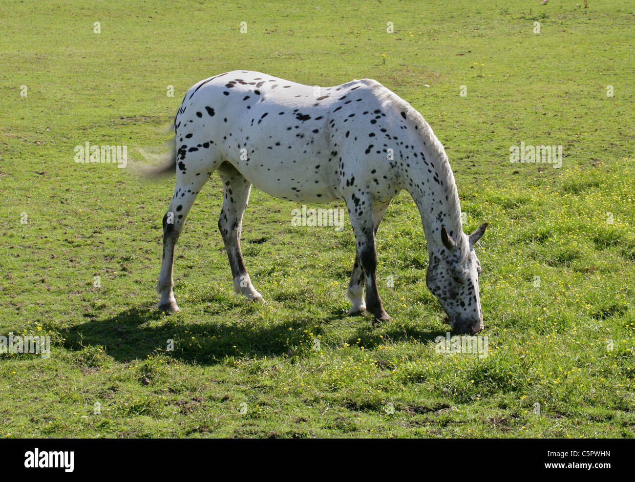 Cheval blanc avec des points noirs qui paissent dans un champ. Banque D'Images