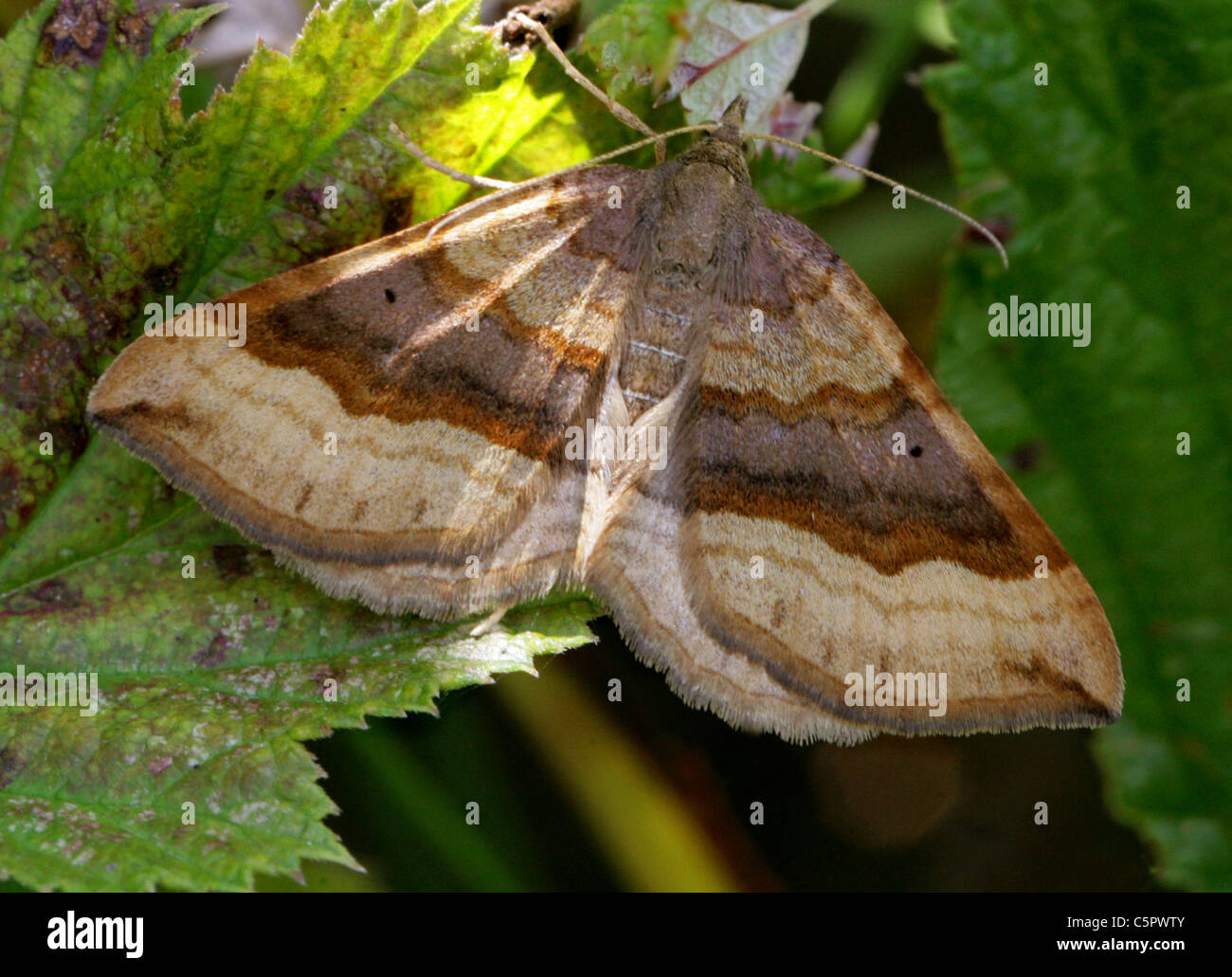 L'espèce de mauve, Larentia clavaria, Geometridae Larentiinae,, de lépidoptères. Banque D'Images