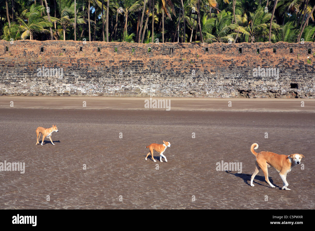 Revdanda, côte de Konkan, Inde Banque D'Images