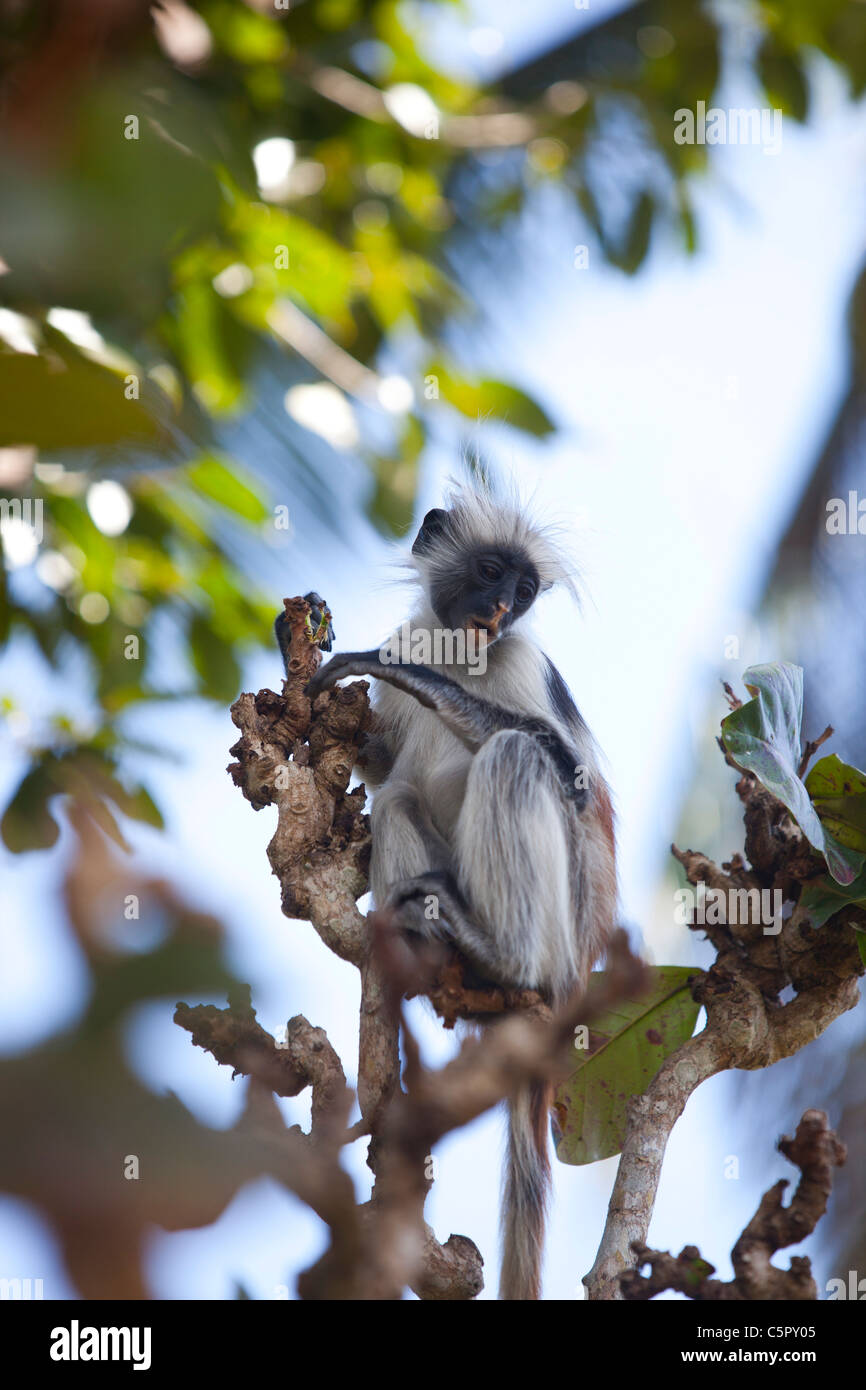 Singe Colobus rouge dans un arbre dans la forêt de Jozani, Zanzibar. Banque D'Images